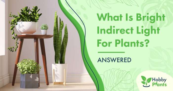 Hanging Plants Indoor | Hanging Plants Bright Indirect Light: A Guide to Thriving Indoor Greenery