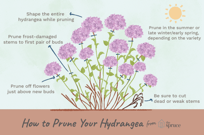 Hanging Plants Indoor | How to Trim Hydrangea Plants: A Comprehensive Guide to Pruning Techniques, Timing, and Troubleshooting