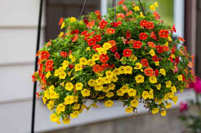 Hanging Plants Indoor | Yellow Flowers Hanging Baskets: A Guide to Creating Vibrant Outdoor Displays