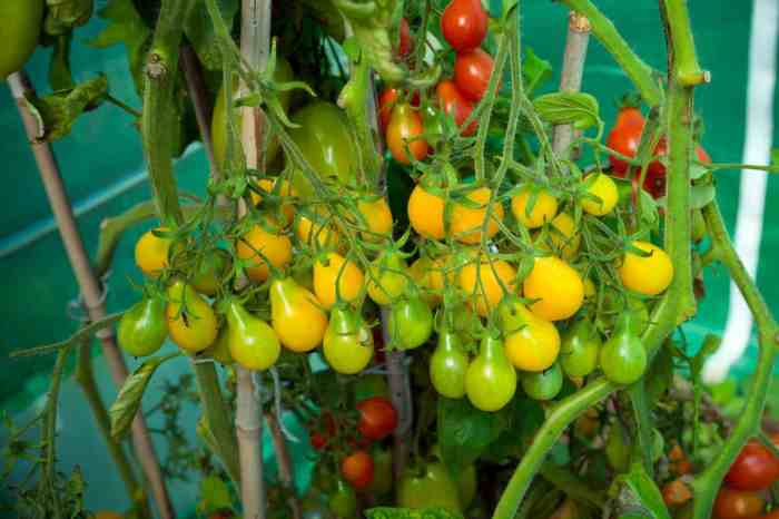 Hanging Plants Indoor | Cherry Tomato Plant Trimming: A Comprehensive Guide for Optimal Growth and Yield