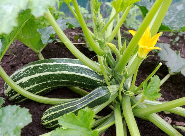 Hanging Plants Indoor | How to Trim Squash Plants for Optimal Growth and Yield
